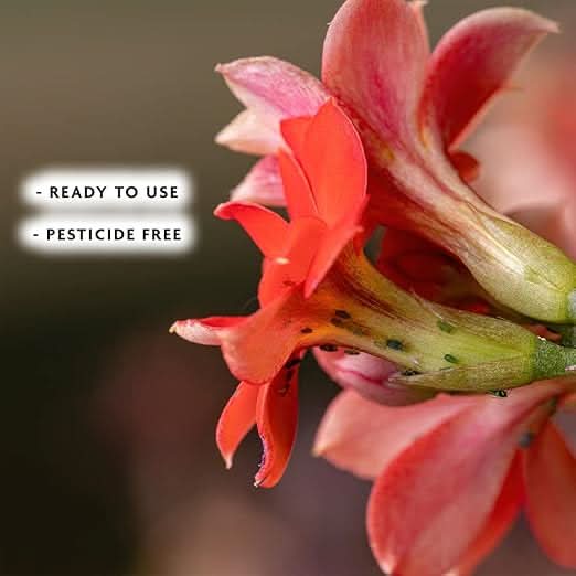 Spear & Jackson Houseplant Bug Control - Ideal For Use On Edible And Ornamental Indoor Plants