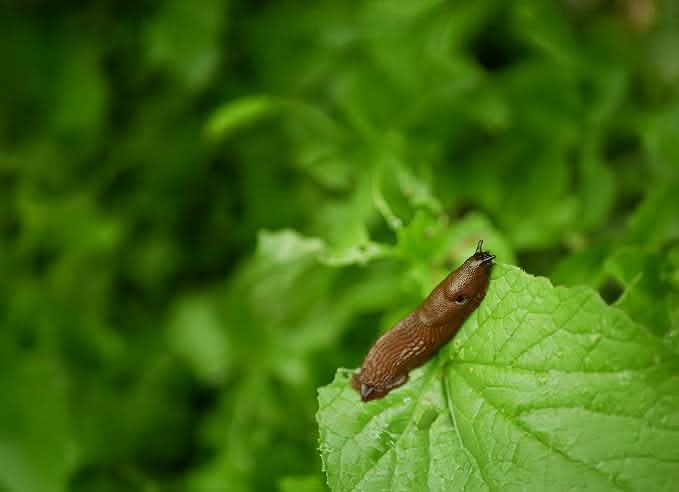 Spear & Jackson Slug Killer Lentils, 2 x 300g, High-Strength Formula, 500m² Coverage, Turbo Disc Bait Technology