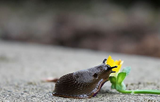 Spear & Jackson Slug Killer Lentils, 4 x 300g, High-Strength Formula, 500m² Coverage, Turbo Disc Bait Technology