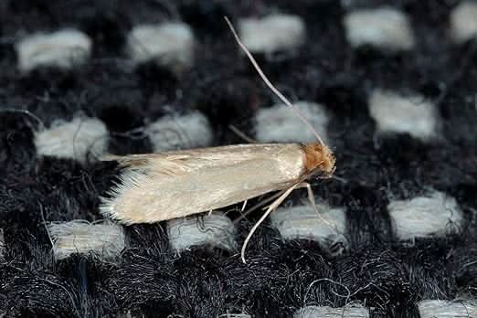 Spear & Jackson Moth Killer - Multi-Insect Control - Odourless