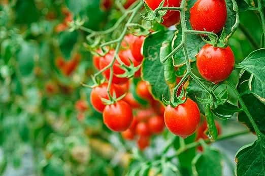 Spear & Jackson Tomato Plant Feed, 2 x 5 Litres, Liquid Solution, Indoor and Outdoor Growth Formula