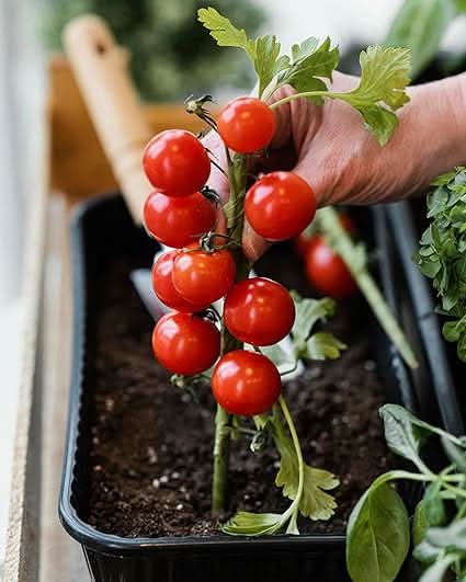 Spear & Jackson Tomato Plant Feed, 2 x 5 Litres, Liquid Solution, Indoor and Outdoor Growth Formula