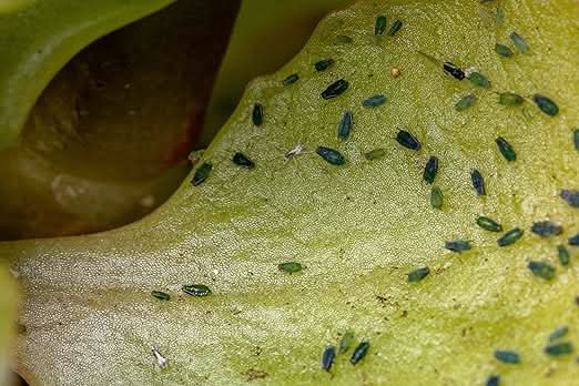 Spear & Jackson Houseplant Bug Control - Ideal For Use On Edible And Ornamental Indoor Plants