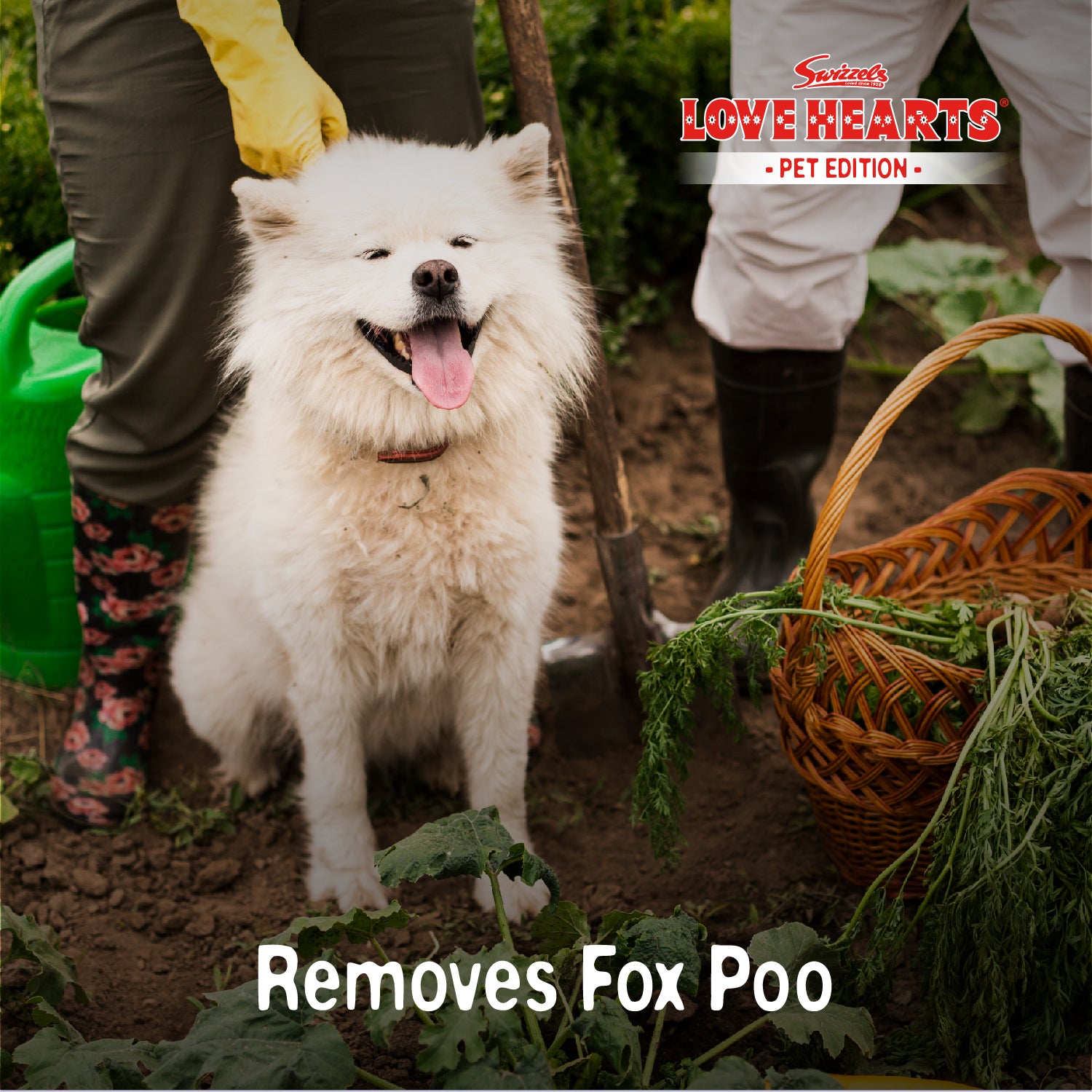 Swizzels Love Hearts Dirty Dog Shampoo