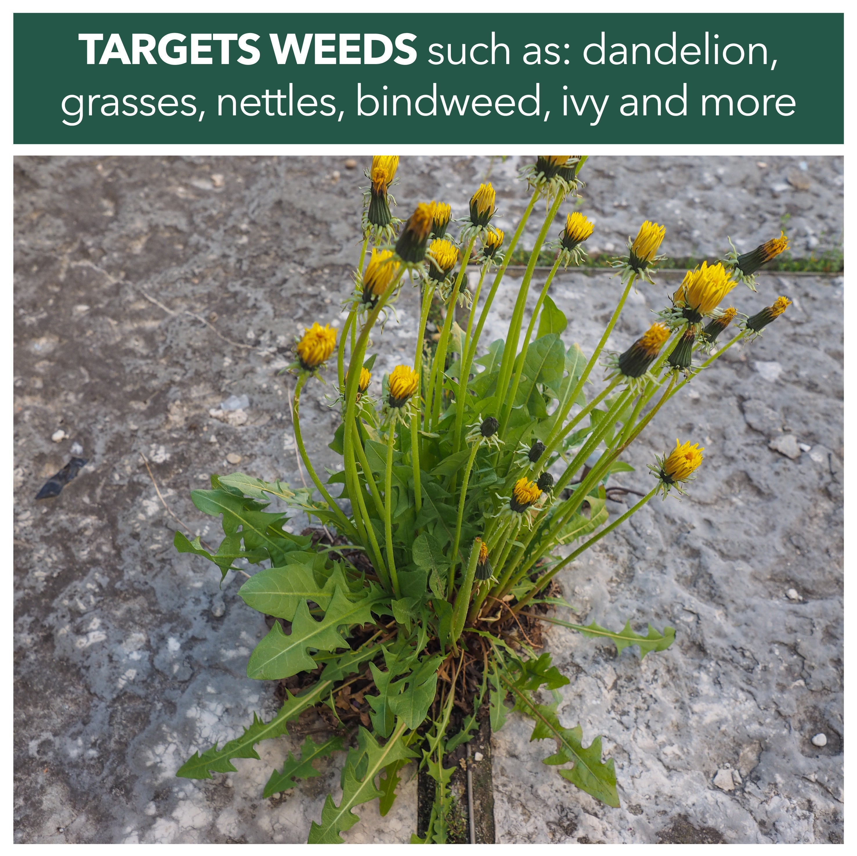 weedkiller kills dandelion, ivy, nettles