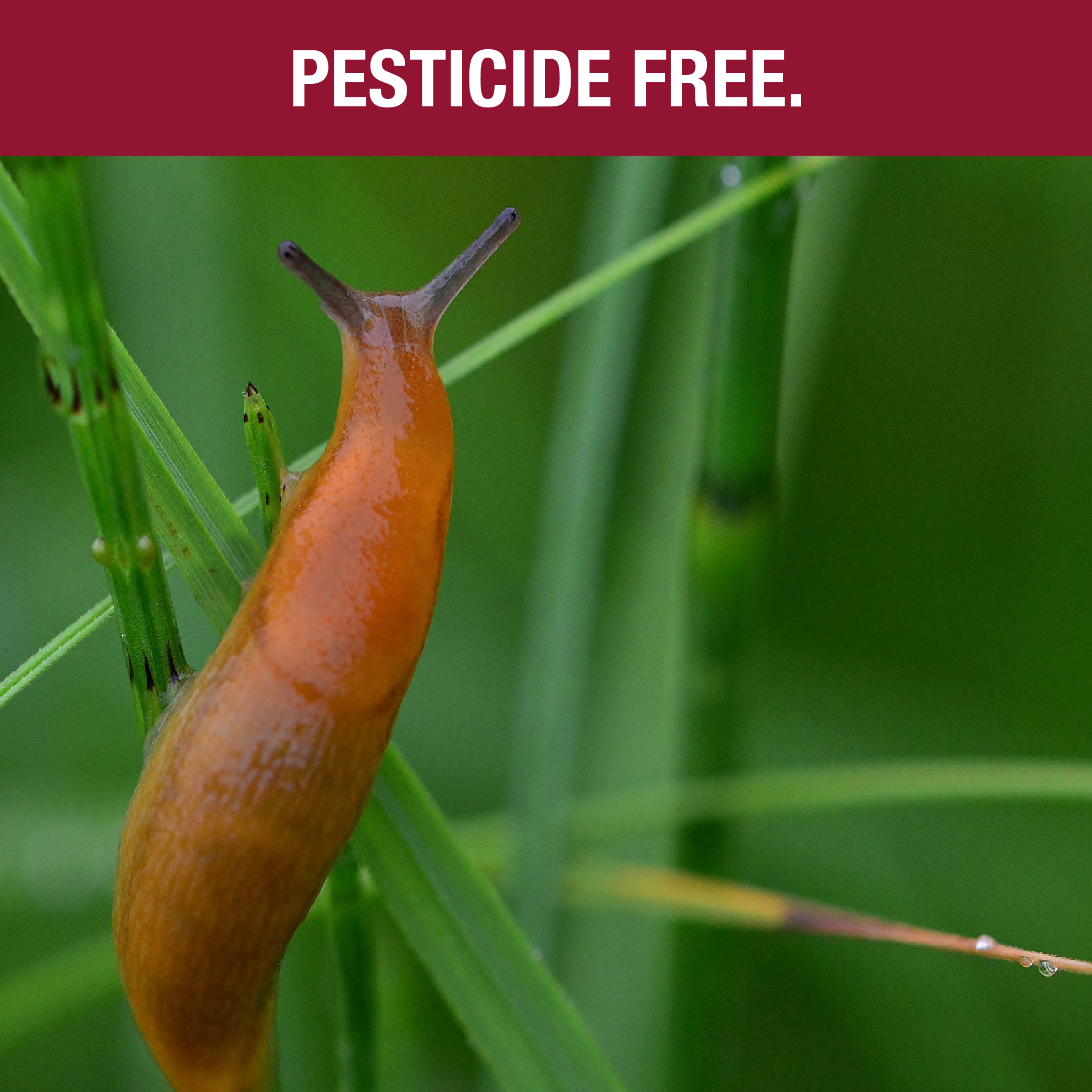 Slugblast Slug Defence Plant Spray, 750 ml