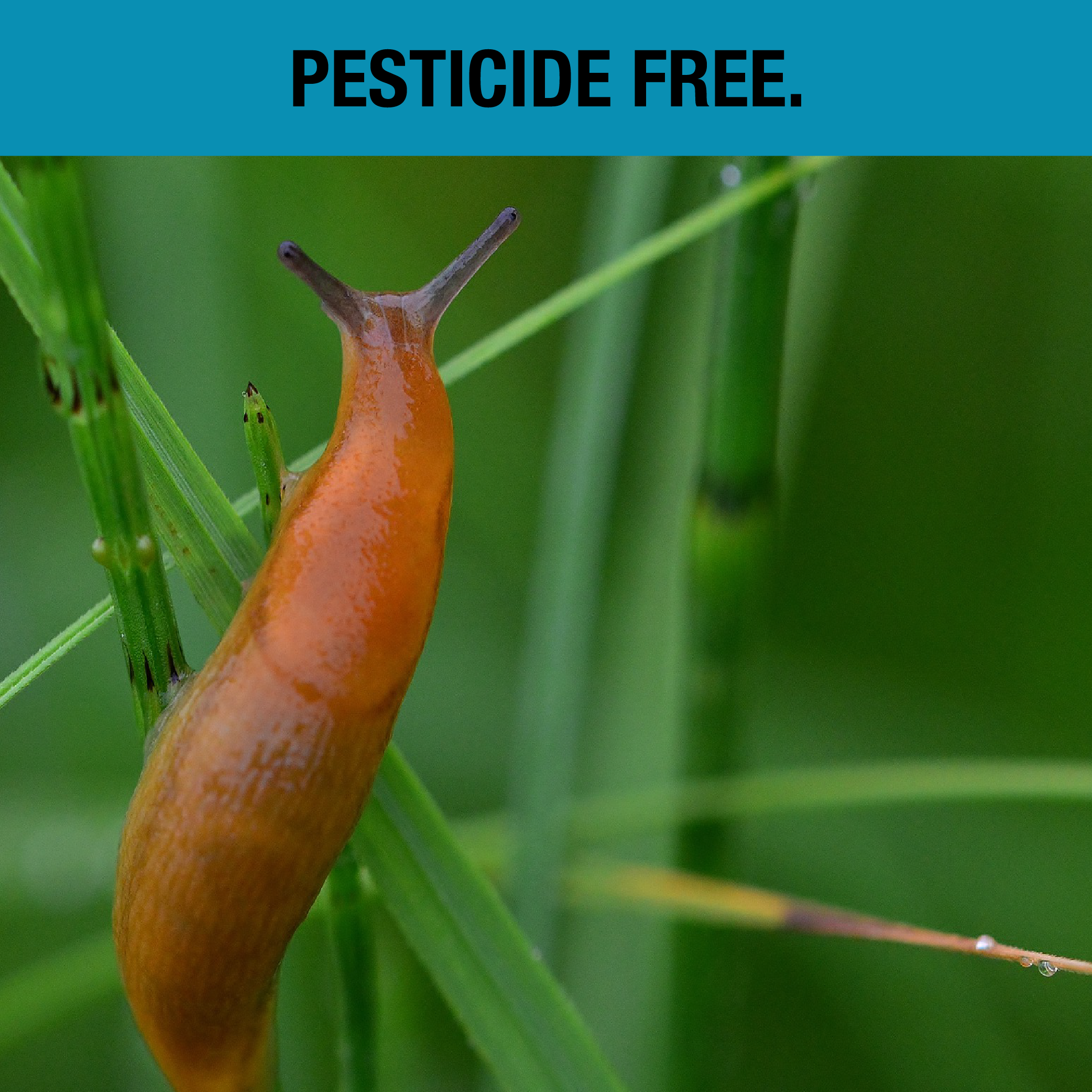 pesticide free