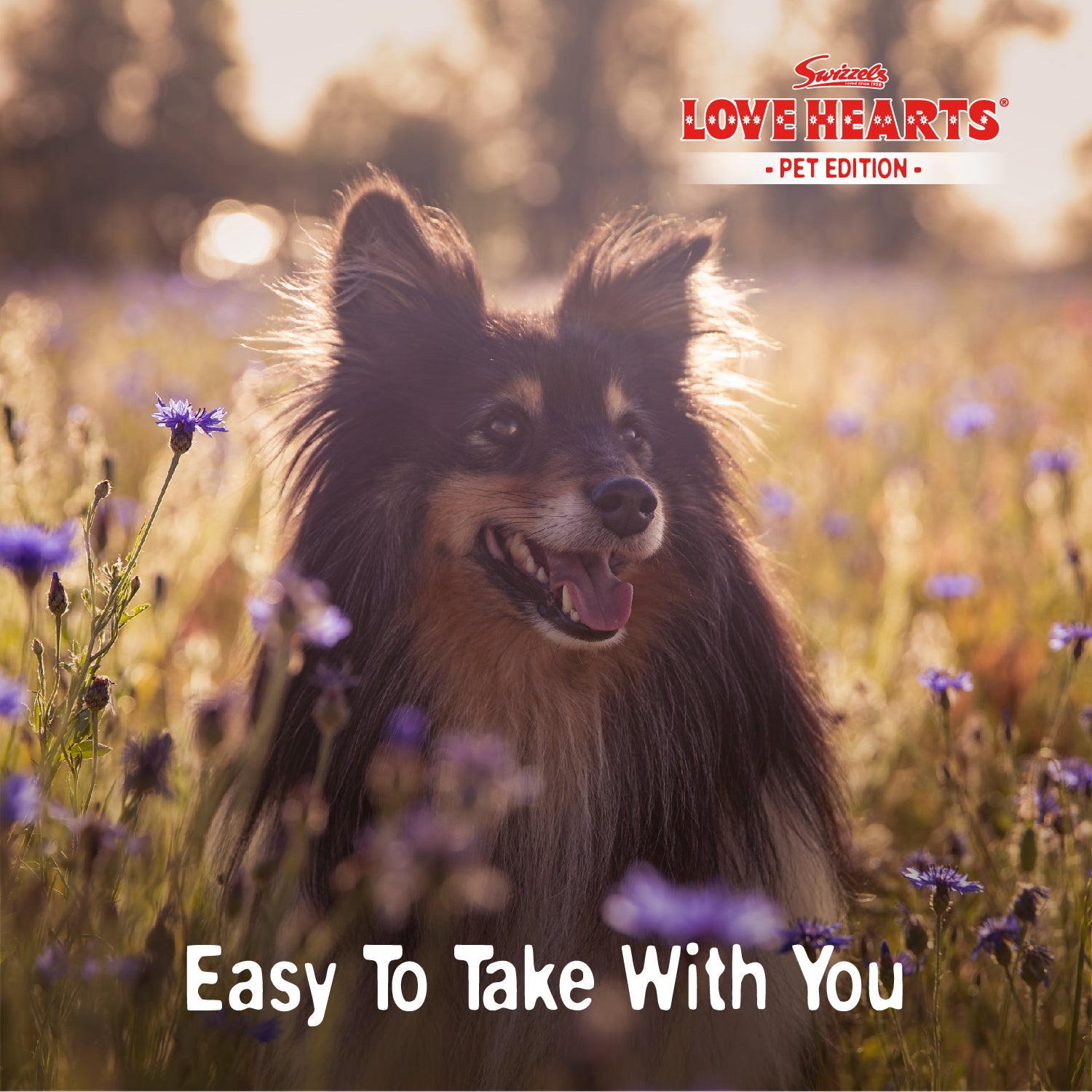 Swizzels Love Hearts Pet Wash Dry Shampoo