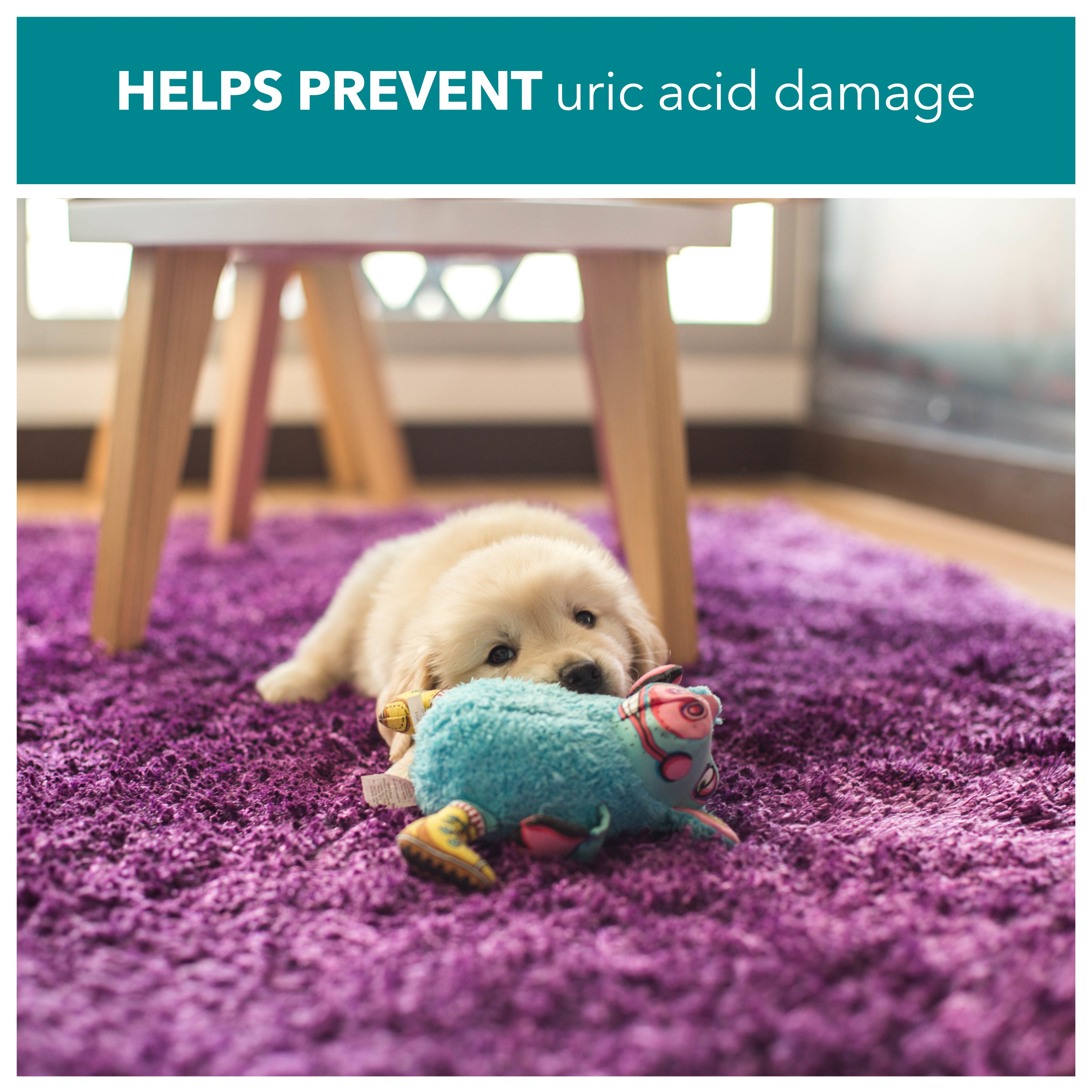 helps prevent uric acid damage