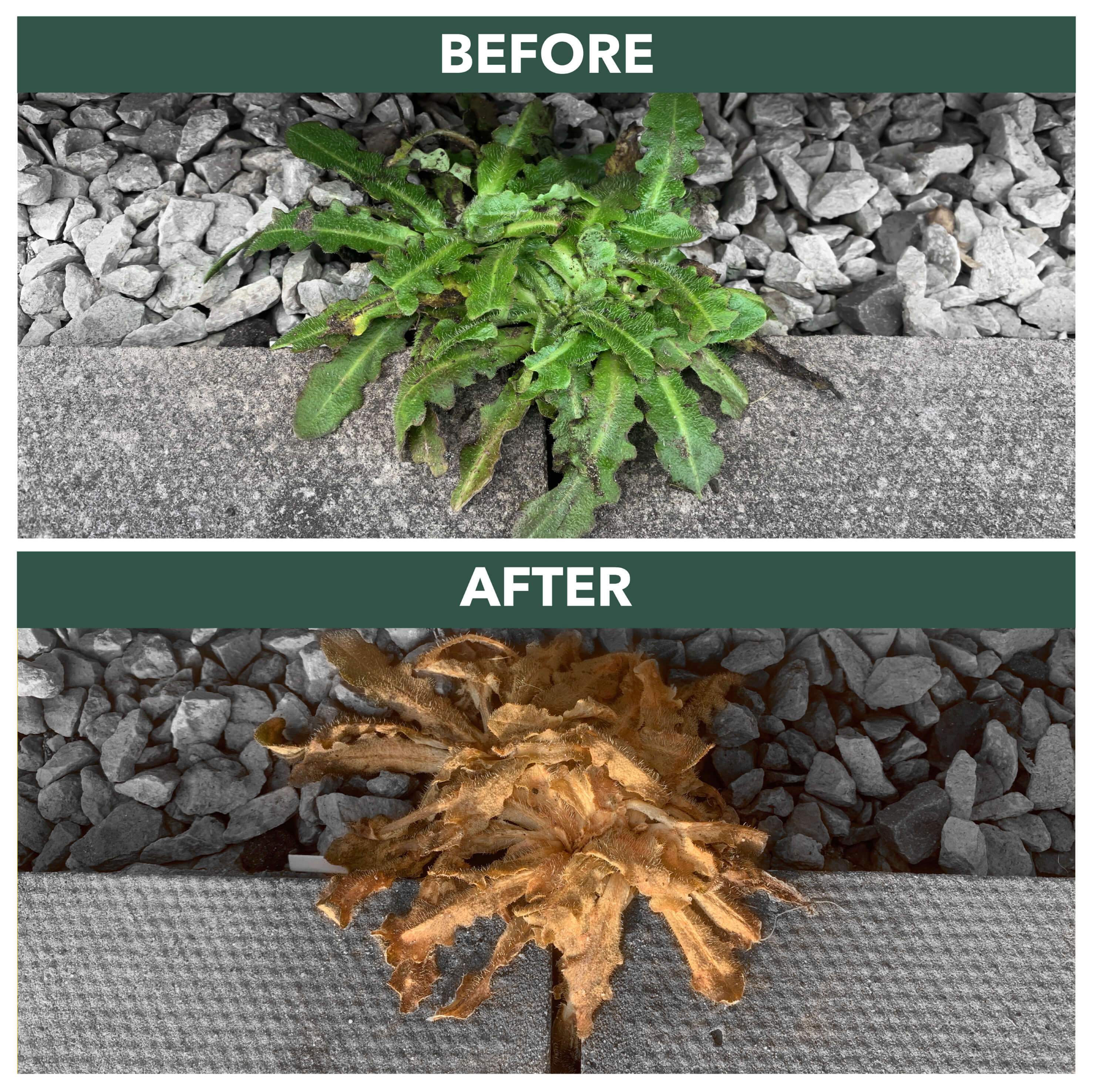 glyphosate weedkiller before and after
