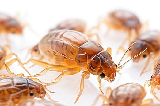 Spear & Jackson Flea Killer, 5 Litres, Multi-Insect Control for Hard and Soft Furnishings