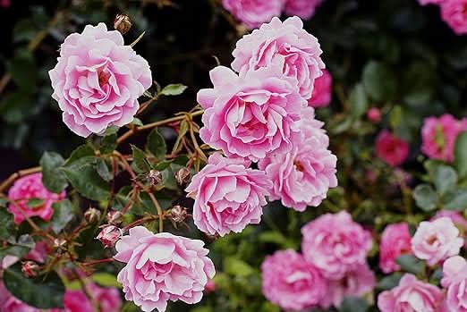 Enviro Works - Rose Protection Defender - 2 x 750ml Ready to Use - Control bugs, powdery mildew and provide roses with nutrition - Pesticide Free - Child and Pet Safe