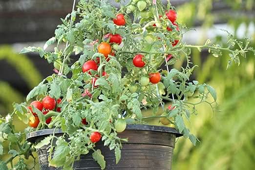 One Chem Tomato Plant Feed, 5 Litres, Liquid Solution, Indoor and Outdoor Growth Formula, Ready To Use