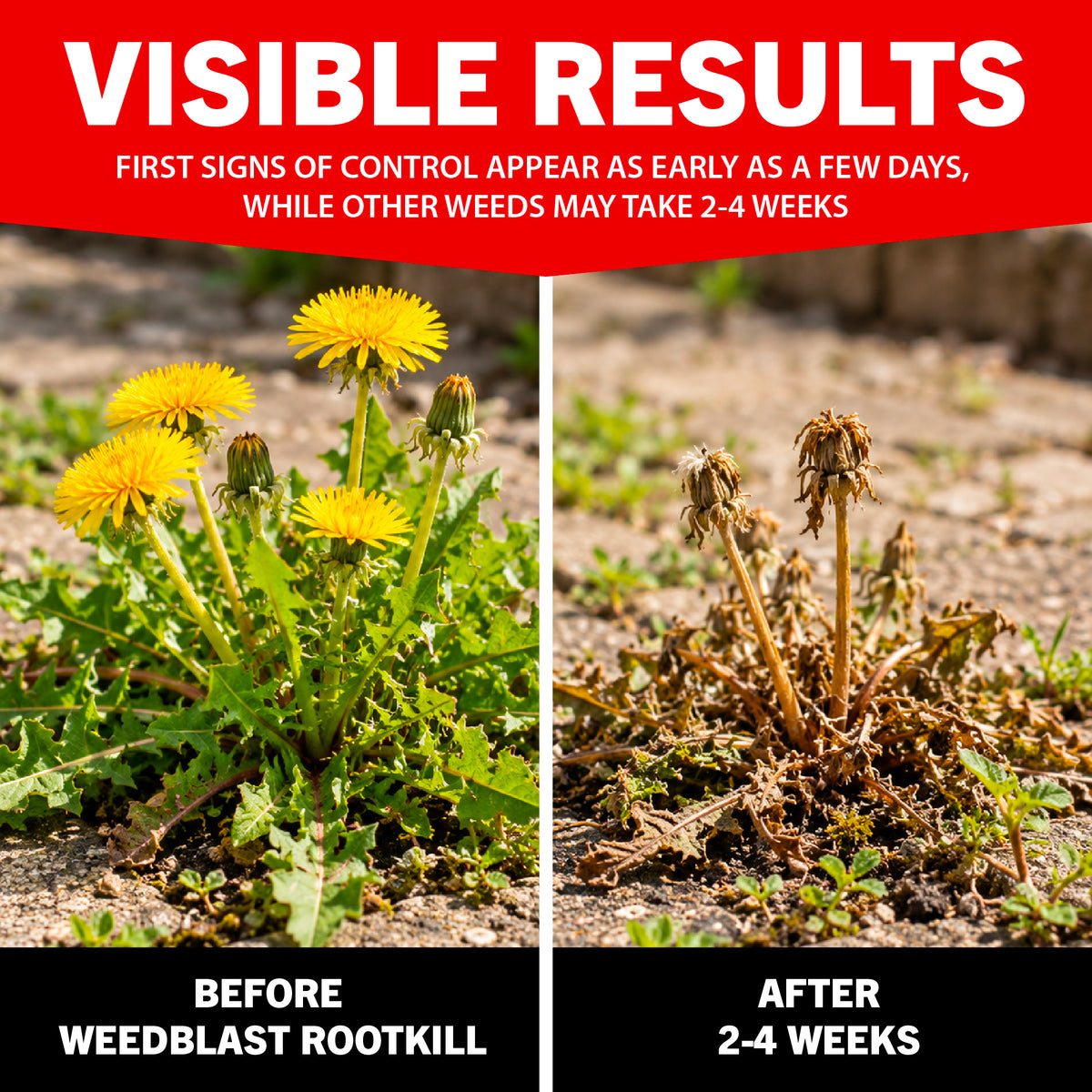 Weedblast Rootkill Concentrated Weedkiller 3 x 100ml Sachets boxed with 5L Garden Sprayer