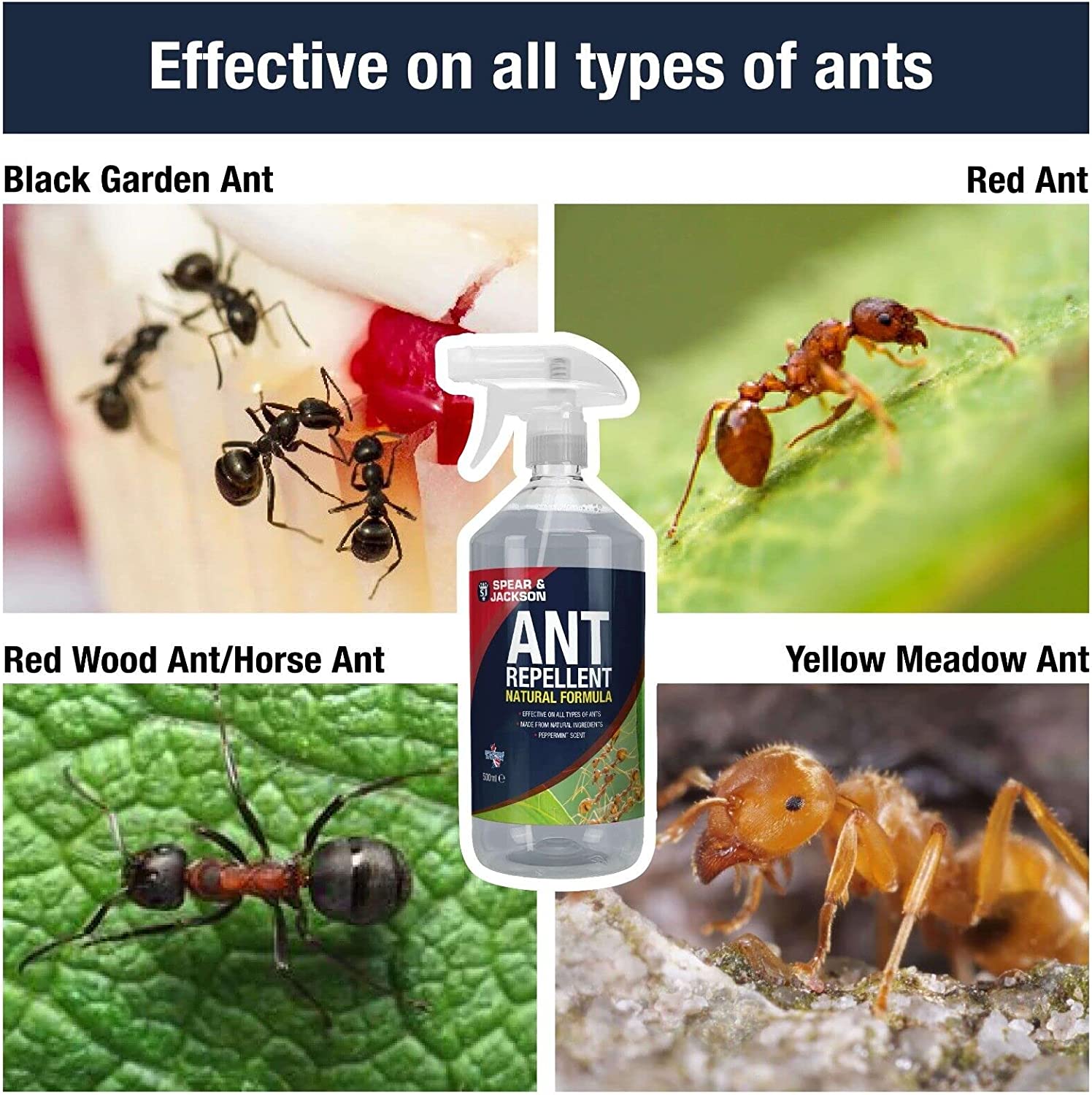 Ant deterrent on sale