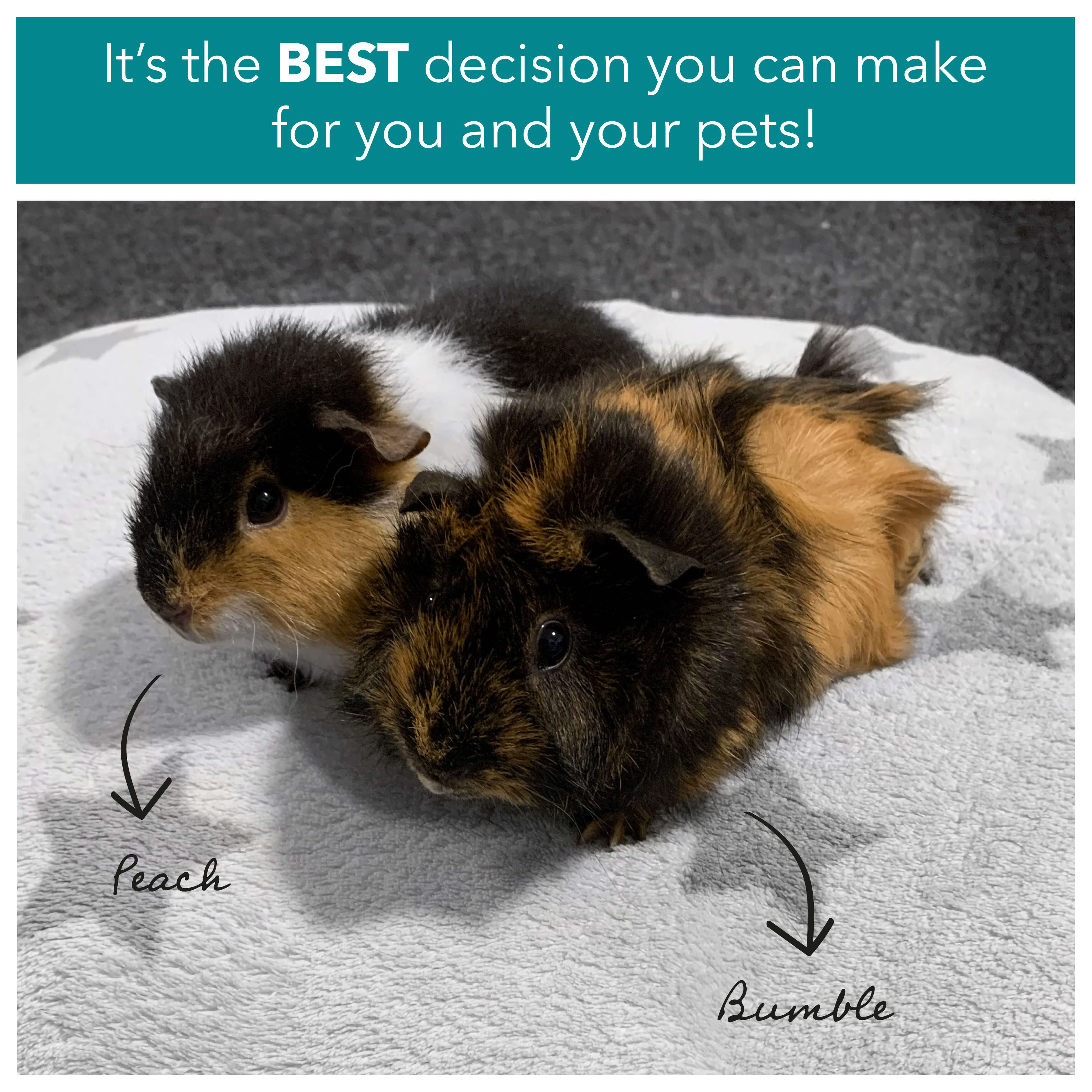 It's the best decision you can make for you and your pets!