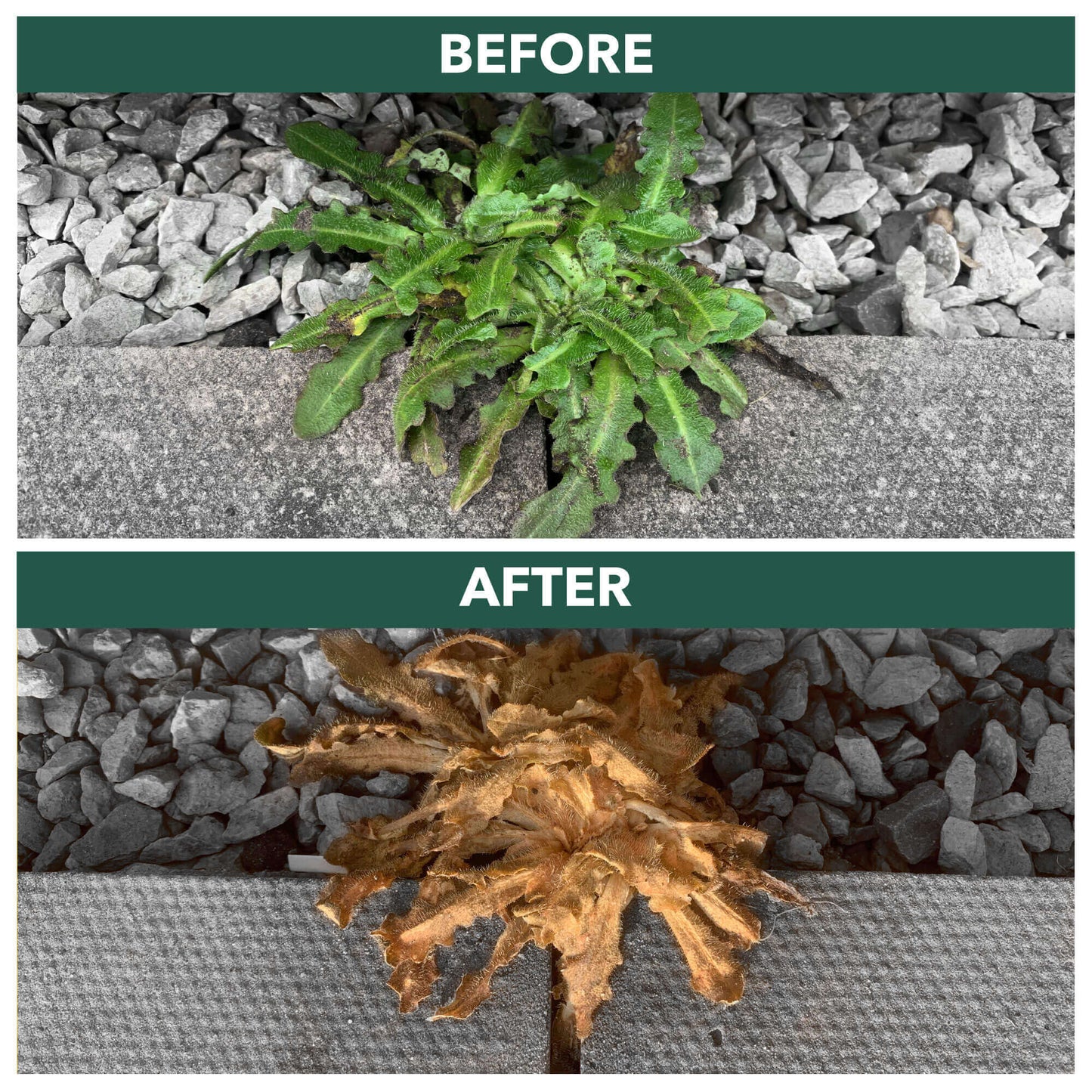Before and after using Rootblast Concentrated Weedkiller