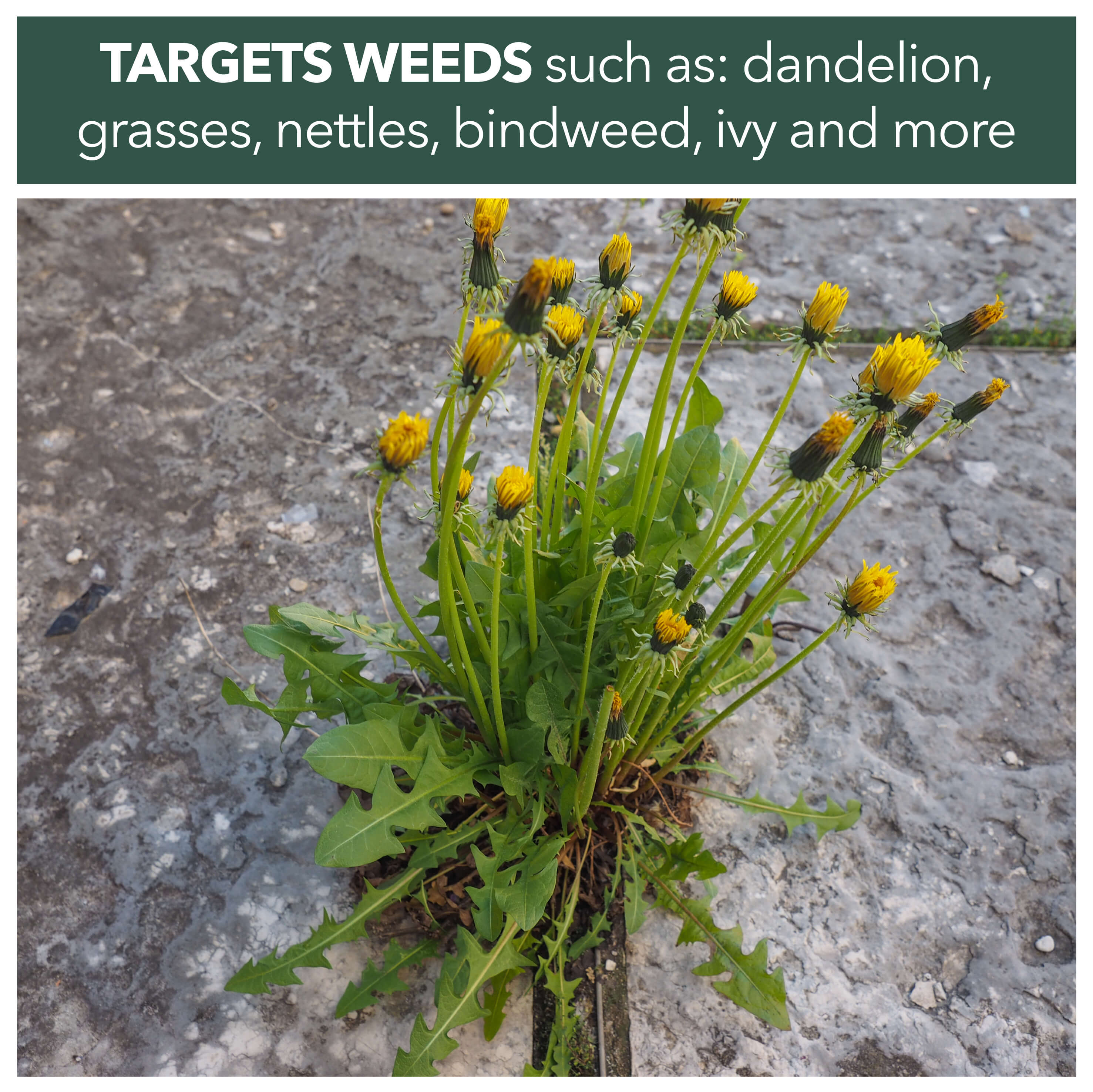 WeedBlast Rootkill Weedkiller 1 Litre 360g/L Glyphosate Concentrate Wi