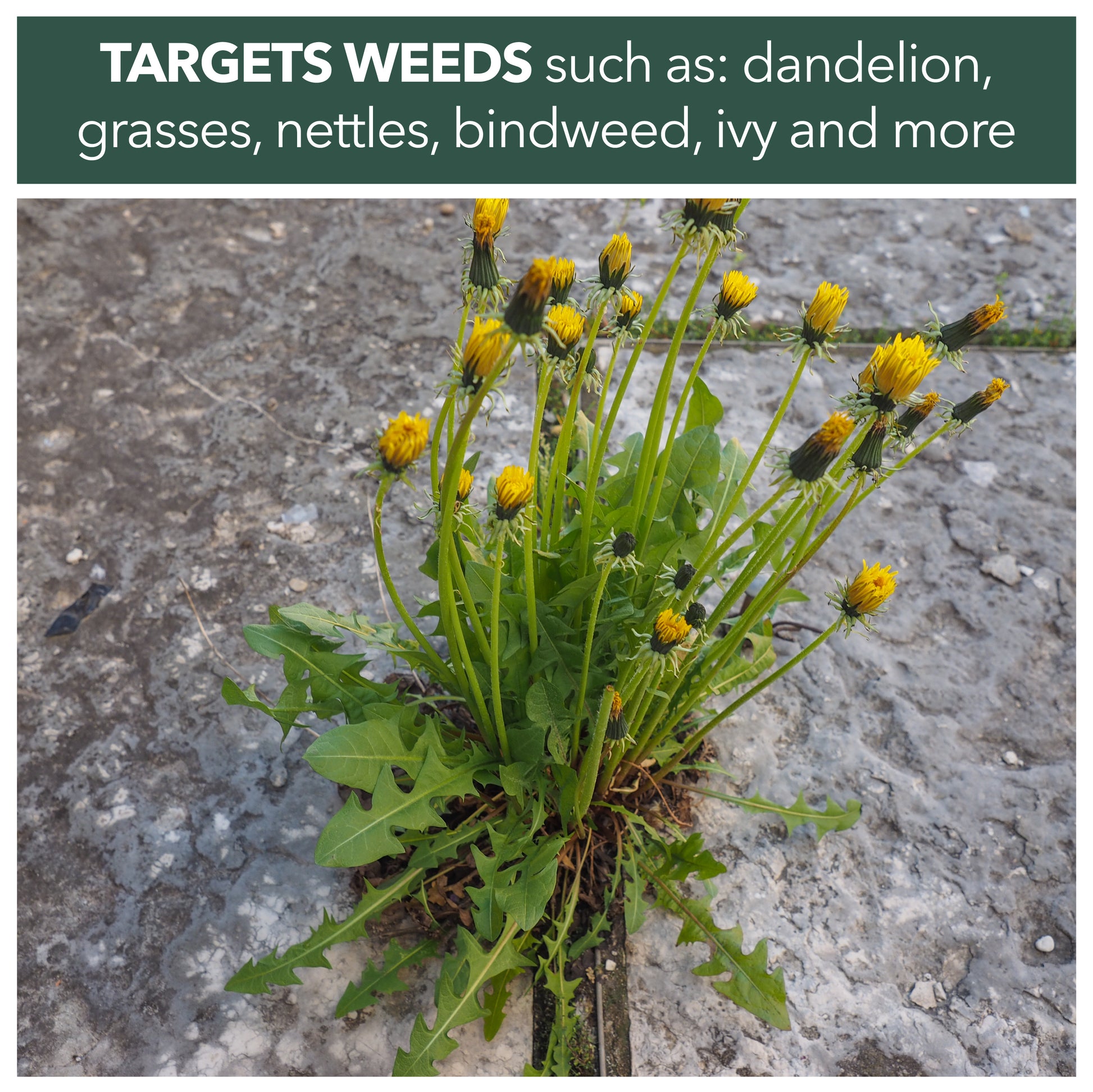 targets weeds such as dandelion, grasses, nettles, bindweed, ivy and more