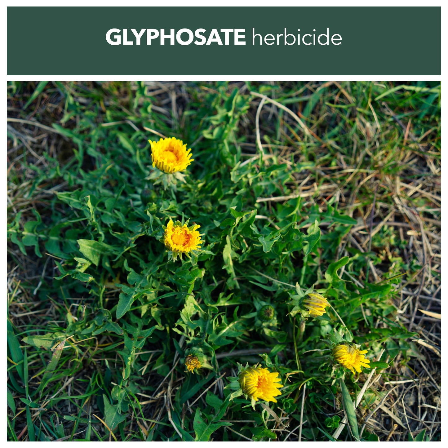 glyphosate herbicide
